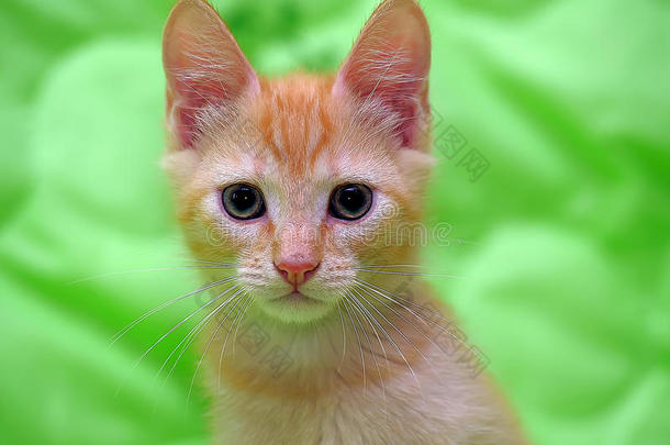 可爱的姜黄色小猫，蓝眼睛