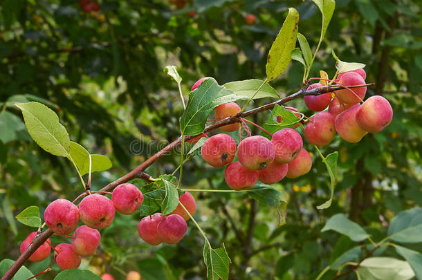 苹果树，果实红润成熟。