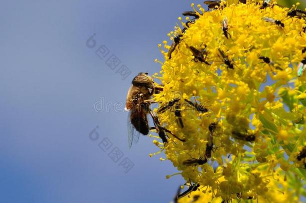 茴香花上的蜜蜂和小苍蝇
