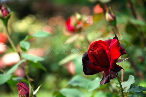 暗红色玫瑰