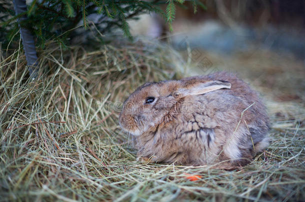 可爱的棕色小兔子