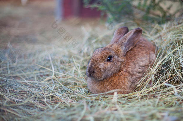 可爱的棕色小兔子2