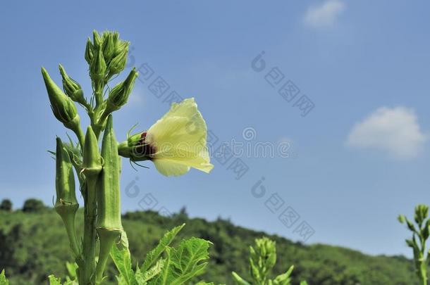 秋葵和花。