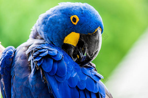 蓝紫金刚鹦鹉