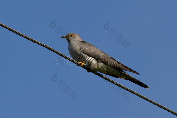 <strong>布谷</strong>鸟坐在电线上阳光明媚的夏天
