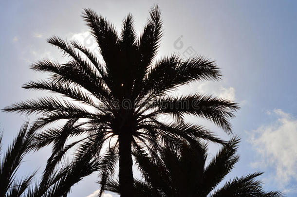 棕榈树晚霞-热带天堂背景背景