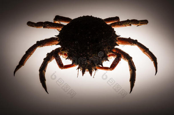 轮廓，欧洲蜘蛛蟹，背光，隐形，<strong>先行</strong>者，神秘，黑暗，贝类