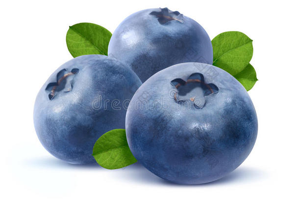 白底三个蓝莓