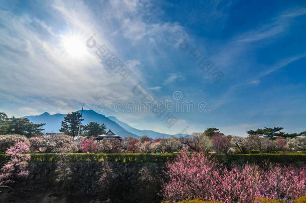 岛城<strong>梅花盛开</strong>