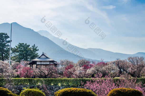 春天，岛城周围的<strong>梅花盛开</strong>