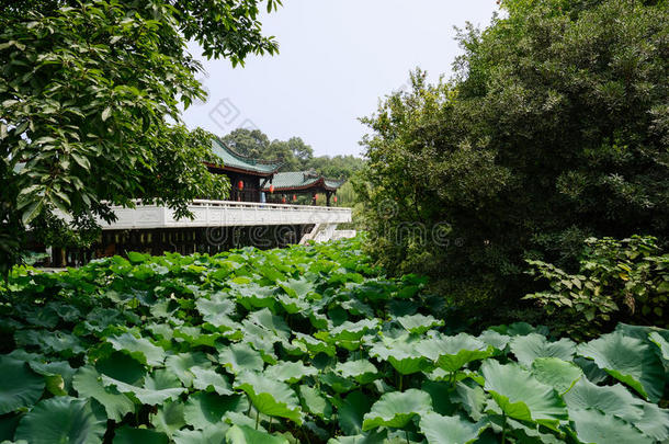 晴天荷塘的中国传统建筑