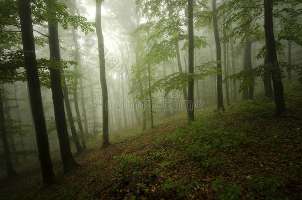 雾绿森林