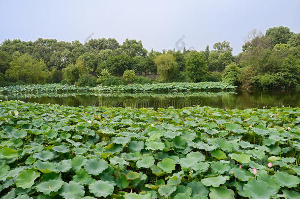 盛<strong>夏荷花</strong>湖