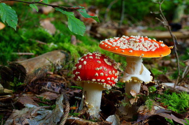 红蝇木耳蘑菇在森林地面上的生长特写