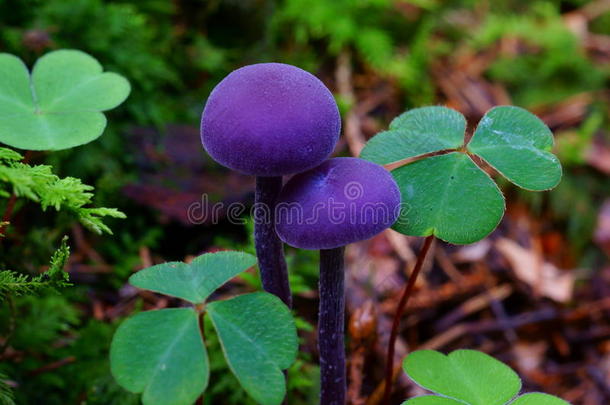 紫蘑菇之间的三叶草秋季季节自然细节