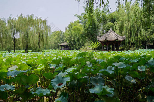 盛夏莲花湖的中国传统建筑