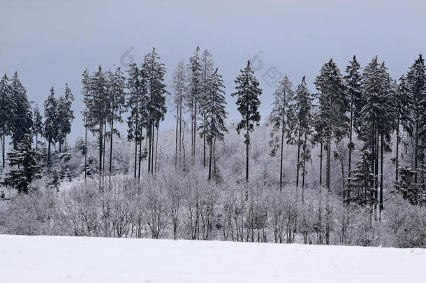 冰雪覆盖的冬季森林