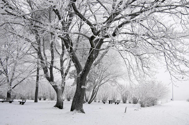 冰雪覆盖的冬季森林