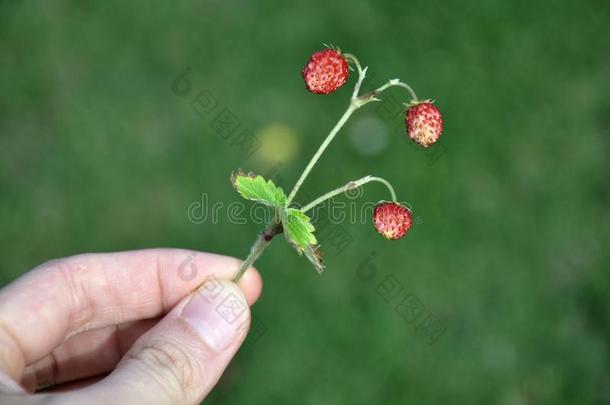 野生小草莓