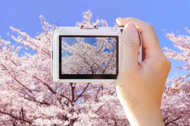 与樱花合影的相机