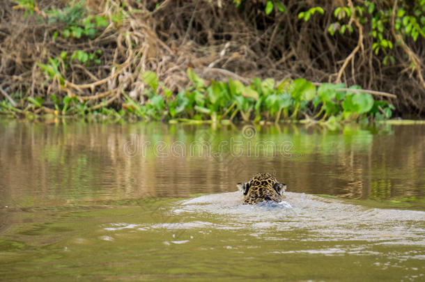 pantanal的<strong>捷豹</strong>