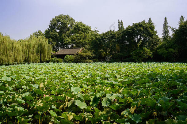 夏日午后荷塘边的中国古建筑