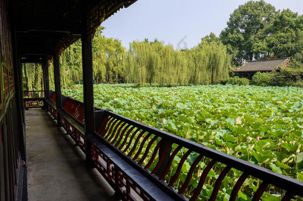 年后的夏季中国走廊外的荷塘景观