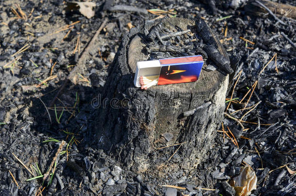 火灾后死树干。
