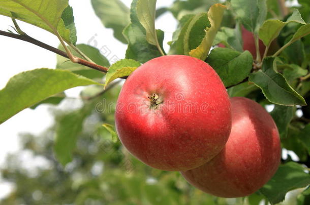 树上的<strong>红苹果</strong>