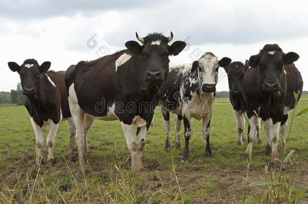 一群黑白相间的奶牛