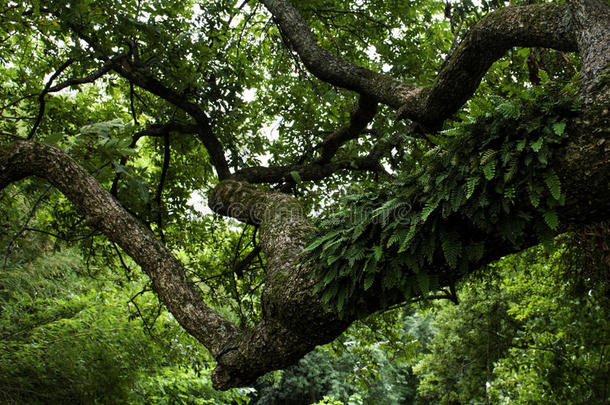 山核桃树和复活蕨类植物