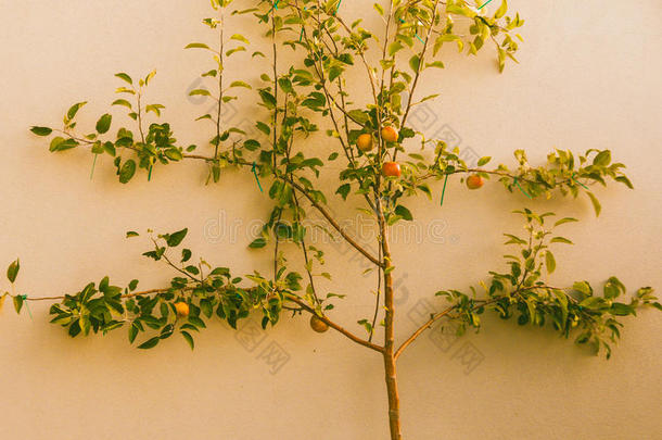 墙上挂着成熟的红苹果的苹果树