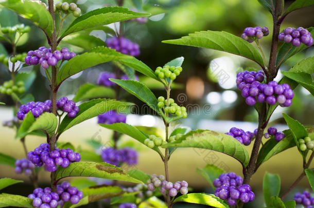 紫罗兰绿籽日本草药树的美丽背景