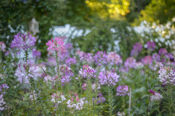 新英格兰海岸的薰衣草，白色和紫色的克莱姆花