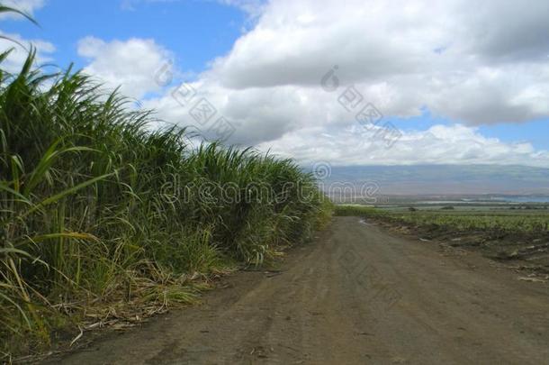 在即将收割的甘蔗和已经种植的甘蔗之间的道路