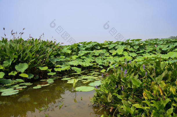 阳光明媚的夏天<strong>荷塘</strong>开花水生植物