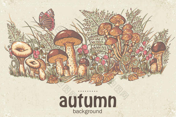 秋季背景图片，白蘑菇，香菇和牡蛎蘑菇