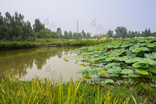 阳光明媚的夏天，荷塘欣欣向荣