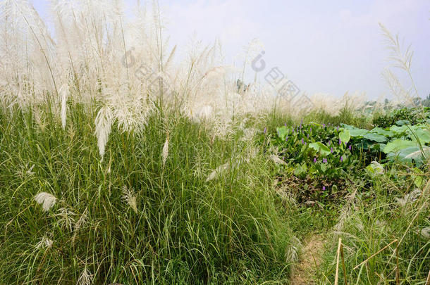 夏日阳光明媚，荷塘边芦苇丛生