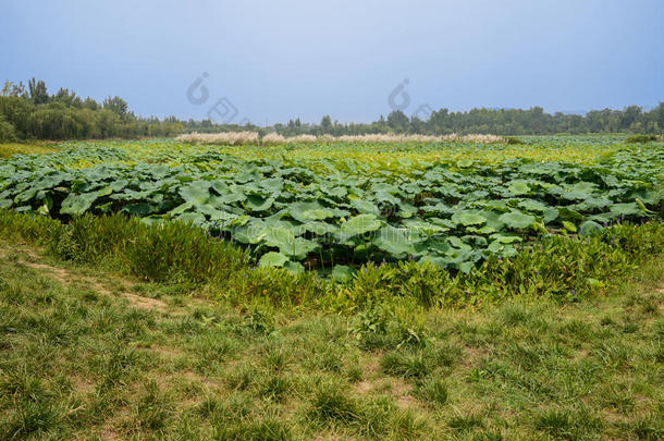 阳光明媚的夏日，<strong>荷塘</strong>边绿草茵茵