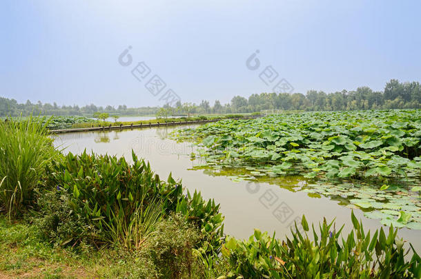 阳光明媚的夏日，荷塘边绿树成荫