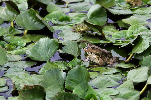 池塘里的<strong>青蛙</strong>