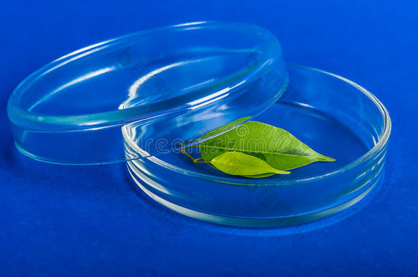 科学实验室植物培养皿