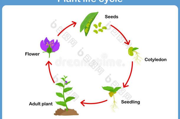 儿童植物的媒介生命周期