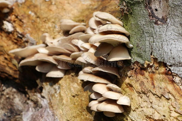 森林里树干上的蘑菇