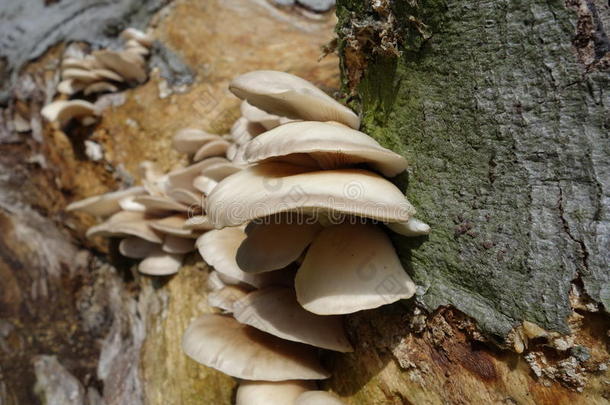 森林里树干上的蘑菇