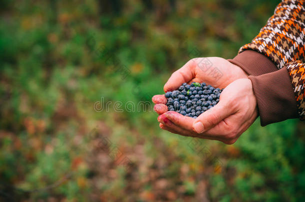 蓝莓新鲜采摘有机浆果食品在人类手中