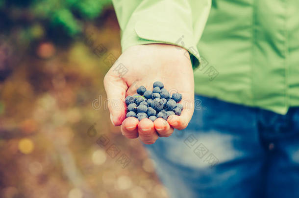 蓝莓新鲜采摘有机食品在妇女手中