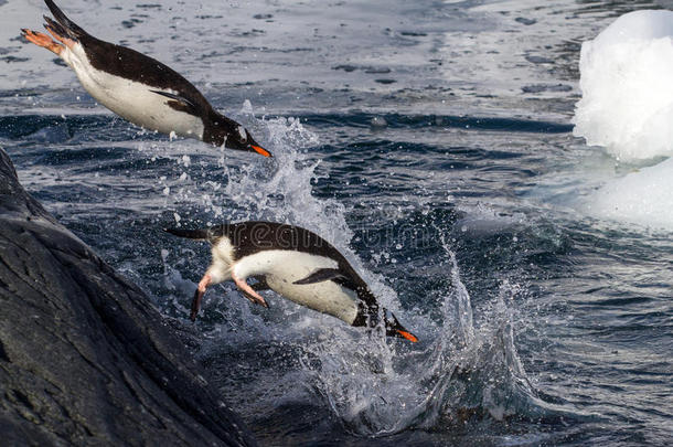 金杜企鹅从岩石上跳入水中