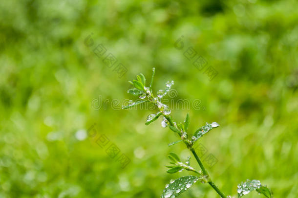 绿色胚芽